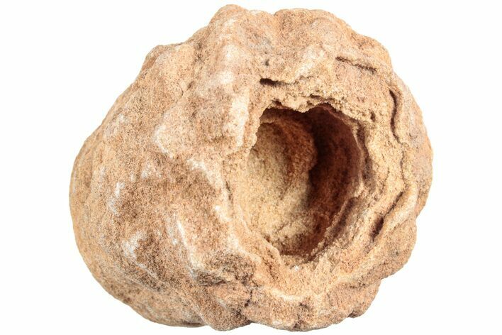 Flower-Like Sandstone Concretion - Pseudo Stromatolite #237879